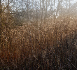 a beam of winter morning sunlight illuminates the golden tops of dead plants in woodland
