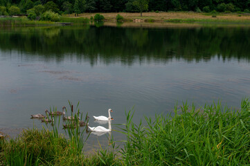 Fototapeta premium pair of swans with little swans