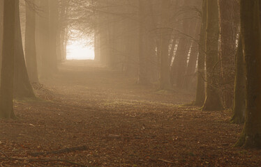 thick mist lit by early morning winter sun shines in a tree lined boulevard tunnel