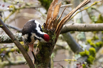 A woodpecker in a little forest next to the Mönchbruch pond looking for food.
