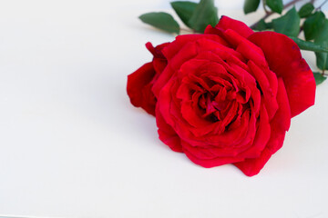 dark red roses on table