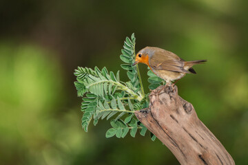 petirrojo europeo posado en una rama (Erithacus rubecula)