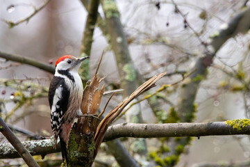 A woodpecker in a little forest next to the Mönchbruch pond looking for food.
