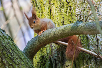 Eichhörnchen 51 © Karl-Heinz Schmidt