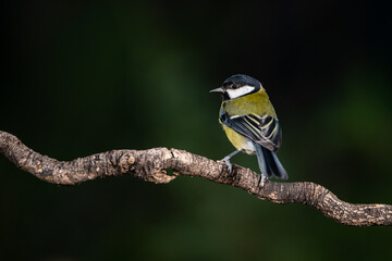 Fototapeta premium carbonero posado en una rama (Parus major)
