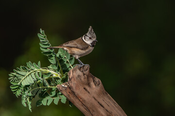 herrerillo capuchino posado en un tronco (Lophophanes cristatus)
