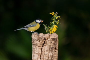 carbonero posado en una rama (Parus major)