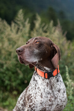 Perro Braco Alem&aacute;n marr&oacute;n con collar naranja