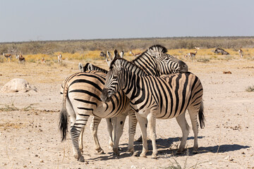 Fototapeta na wymiar Manada de cebras en el parque Kruger, Sudáfrica. 