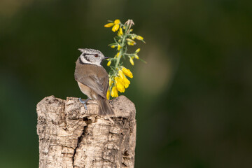 herrerillo capuchino posado en el tronco de un árbol (Lophophanes cristatus) 