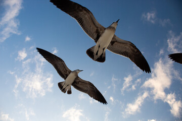 Dos gaviotas volando por el cielo, plano nadir