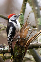 A woodpecker in a little forest next to the Mönchbruch pond looking for food.