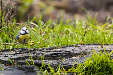 Blue tit at a feeding place at the Mönchbruch pond in a natural reserve in Hesse Germany. Looking for food in winter time.