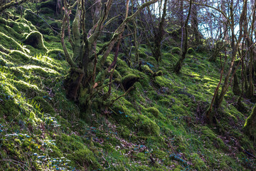 green moss on the tree