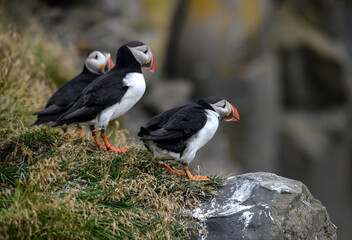 The Atlantic puffin, also known as the common puffin