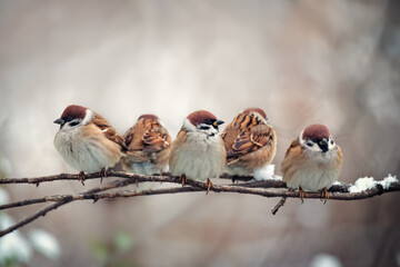 Flock of .sparrow birds sitting on tree branch