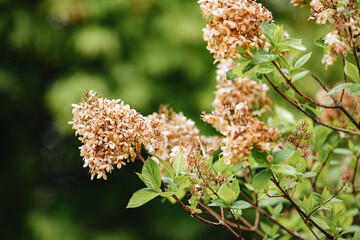 Dried and large hydrangea flowers. Large hydrangea bush in garden
