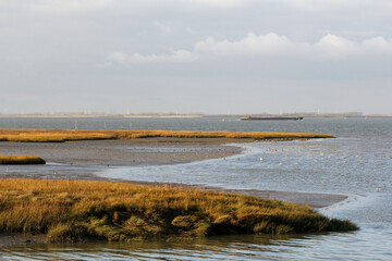 a beautiful coastal landscape at the westerschelde in zeeland, the netherlands at a sunny day in winter with mudflats and a beautiful yellow colored estuary