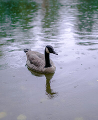Ente am Koblenzer Rhein