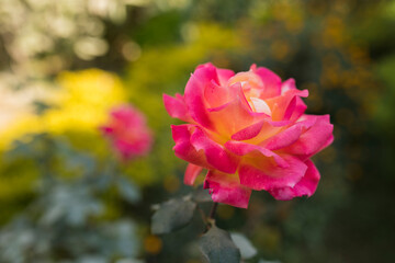 pink rose bush