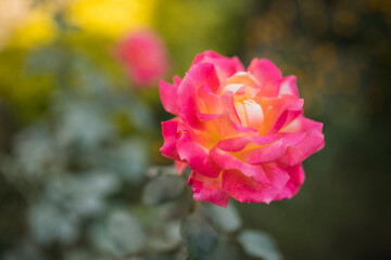pink rose