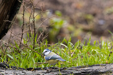 Blue tit at a feeding place at the Mönchbruch pond in a natural reserve in Hesse Germany. Looking for food in winter time.