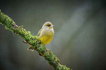 song bird European Greenfinch