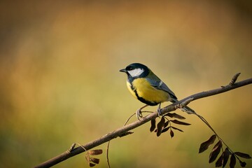 Great Tit, Parus major, black and yellow songbird