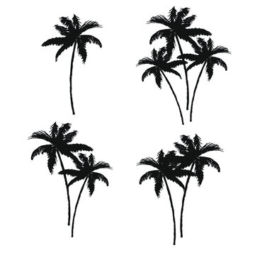 palm, tree, tropical, isolated, nature, green, white, coconut, leaf, summer, plant, palm tree, beach, branch, leaves, travel, island, illustration, palm tre, beautiful, monochrome, swimwear, jungle