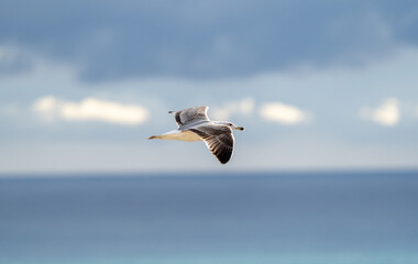 Flying Seagull isolated on blue background