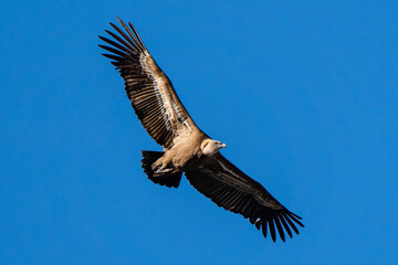 Griffon Vulture in flight in Caminito del Rey, in Malaga.

