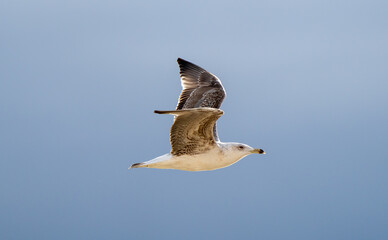Flying Seagull isolated on blue background
