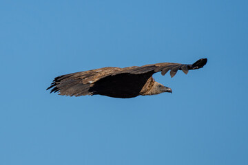 Flying on blue background