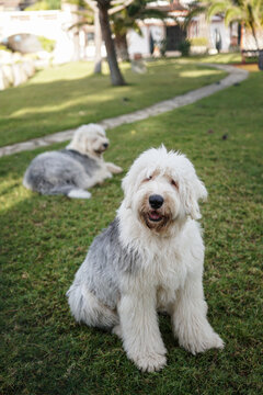 Dos bonitos perros Bobtail o Antiguo pastor inglés