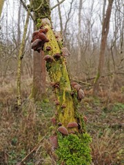 Judasohr, Mu-Err Pilz an einem Todholzstamm, Holunder, Winterpilz im Januar Pappelwald sammeln, Pilze im Wald finden und essen, Vitalpilze für die Gesundheit