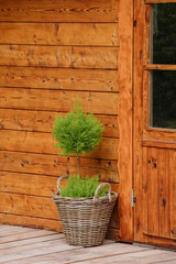Goldcrest cypress in a woven pot on wooden floorboards next to a wooden house. Green plant in a pot in the garden