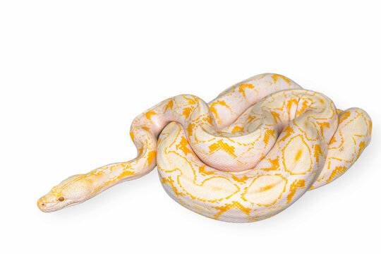 Snake, Pets, Snakeskin, Python - Snake, Reticulated Python