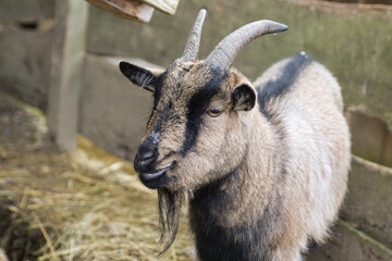 ziege auf dem bauernhof