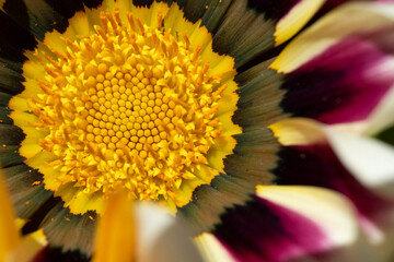 Flowers rayito de sol