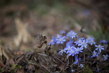 Beautiful snowdrops growing in the forest. The first spring flowers. The beginning of spring in the forest. Wildflowers. The concept of spring.
