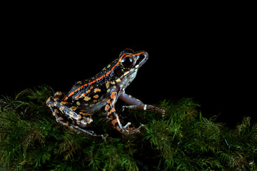frog in the grass, Hylarana picturata toad on moss with black background, Hylarana picturata toad closeup