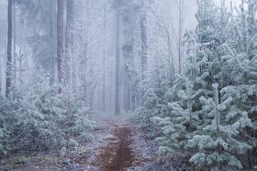 Footpath in winter frozen dark forest, trees covered with icing, fog, frost