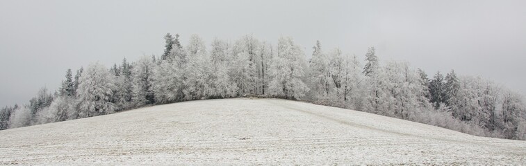 Winter frozen forest on the top of the hill,  trees covered with icing, fog, frost, winter panorama