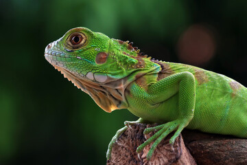 iguana on a tree