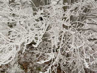 Detail of beech branches covered with icing, frozen forest, frost