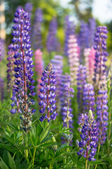 Close up lupinus