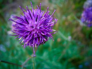 Die lilane Blüter der Distel