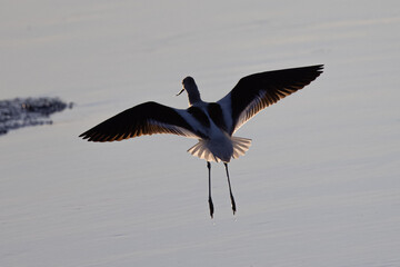 Extreme close-up of an American avocet landing, seen in the wild in a North California marsh 