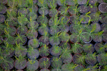 A nursery for trees. Christmas tree made of cones. Little Christmas trees shop. Grow a coniferous tree. Pine, Konik Christmas tree.