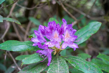 Rhododendron flowers close up including leaves